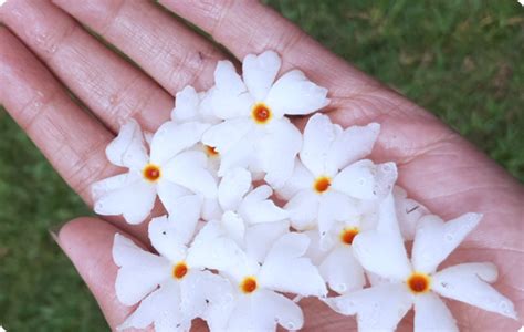 sepalika wattpad 177|Vibrant health and beauty using natural, evidence .
